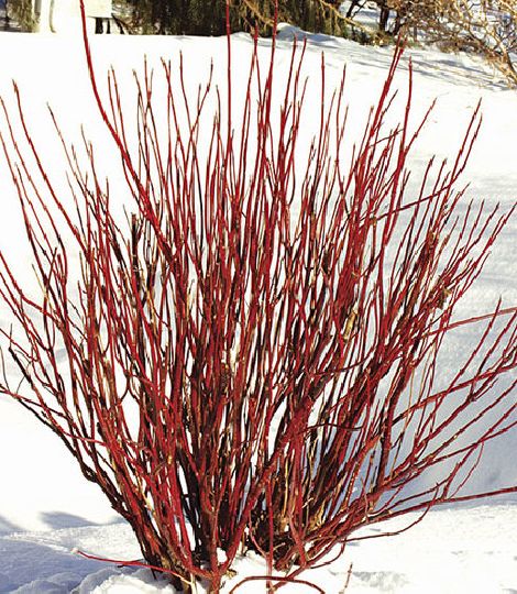Cornus alba 'Elegantissima'